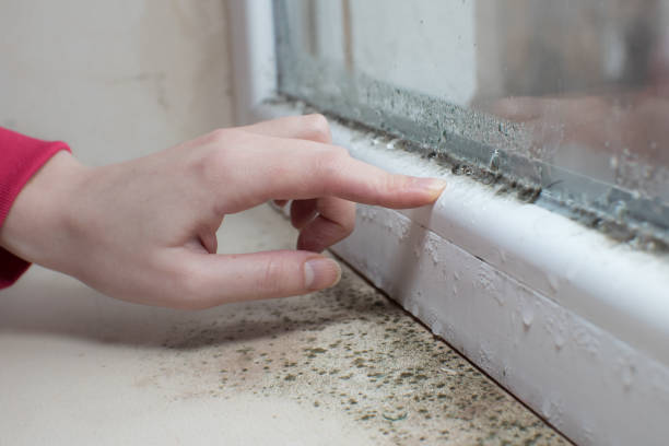 Professional Mold Removal in Agua Dulce, TX