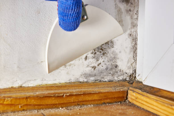 Best Mold Odor Removal Services  in Agua Dulce, TX